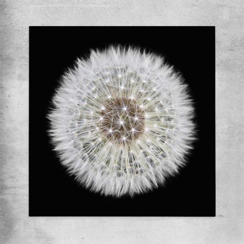 Inspirational wall art print of Isolated Dandelion on a rolled print
