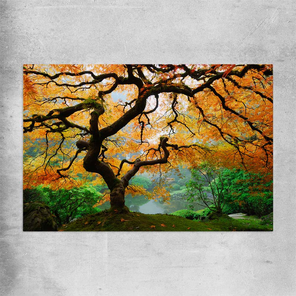 Floral print of Japanese Maple Tree on a rolled print