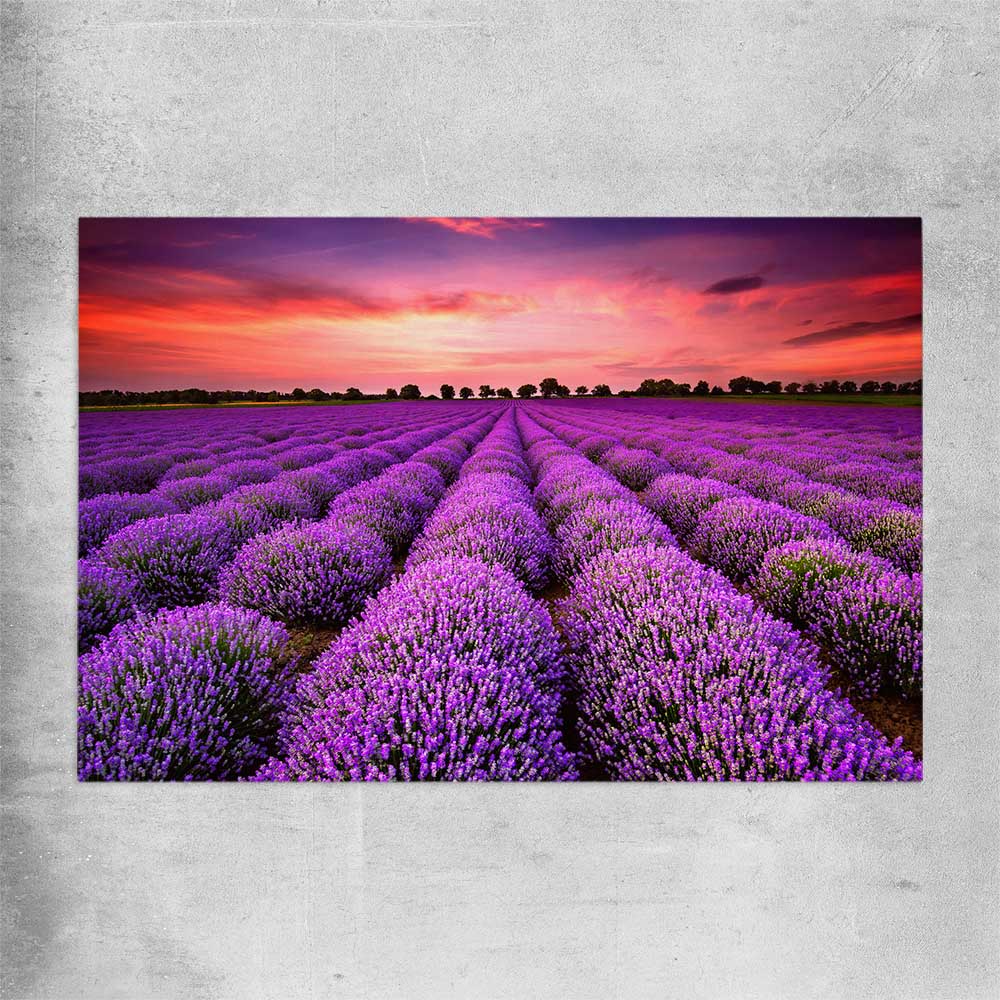Floral print of Lavender Field on a rolled print