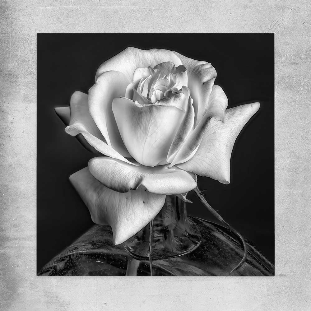 Floral print of Monochrome Rose on a rolled print