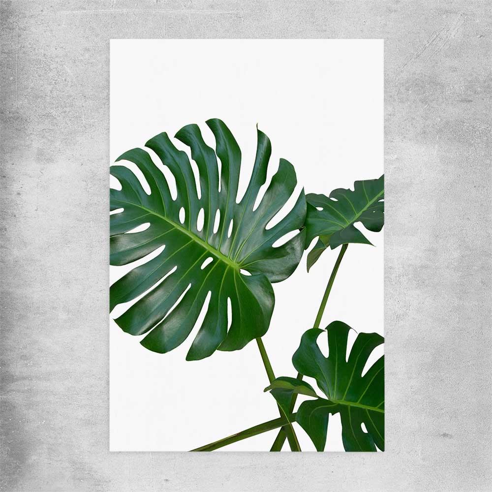 Floral print of Monstera Leaf Two on a rolled print
