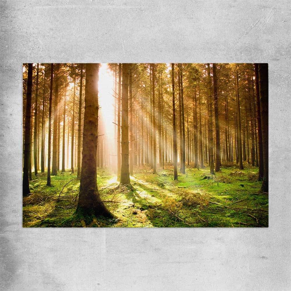 Floral print of Pine Forest Sunrise on a rolled print
