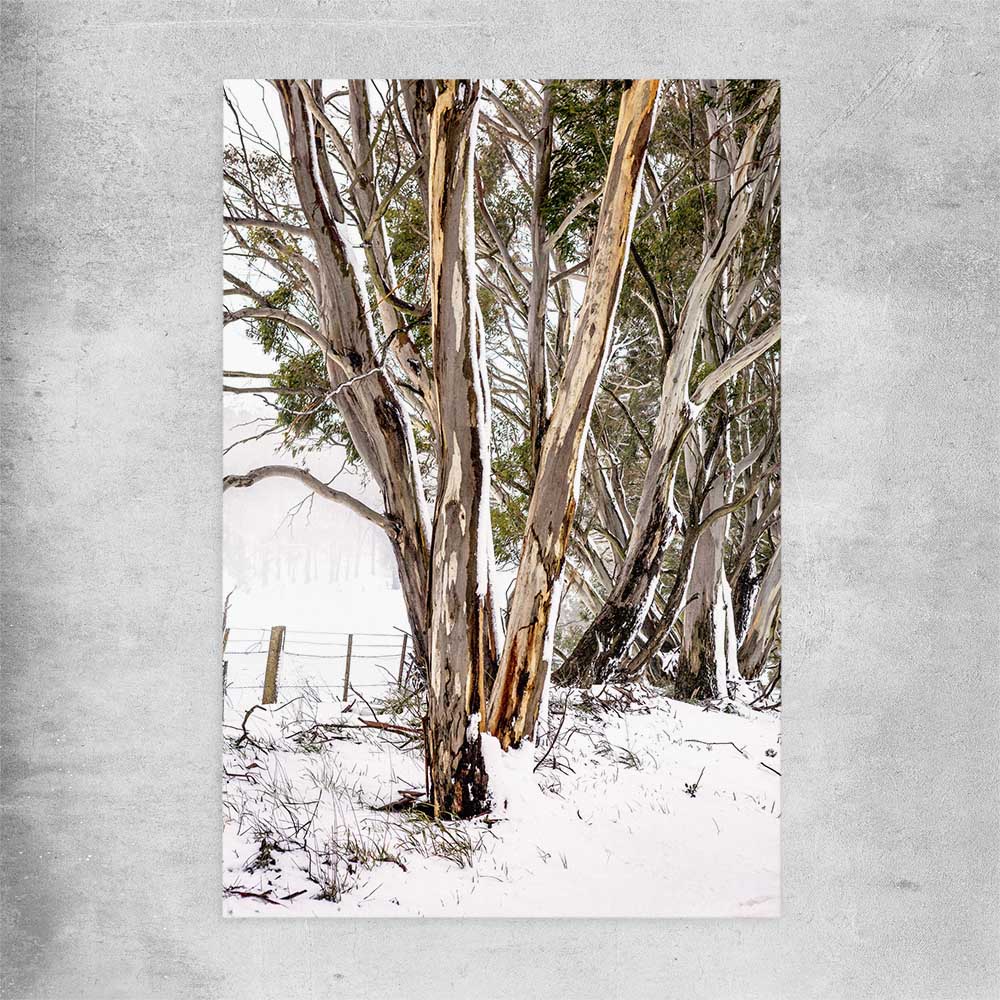 Floral print of Snowy Gumtrees on a rolled print