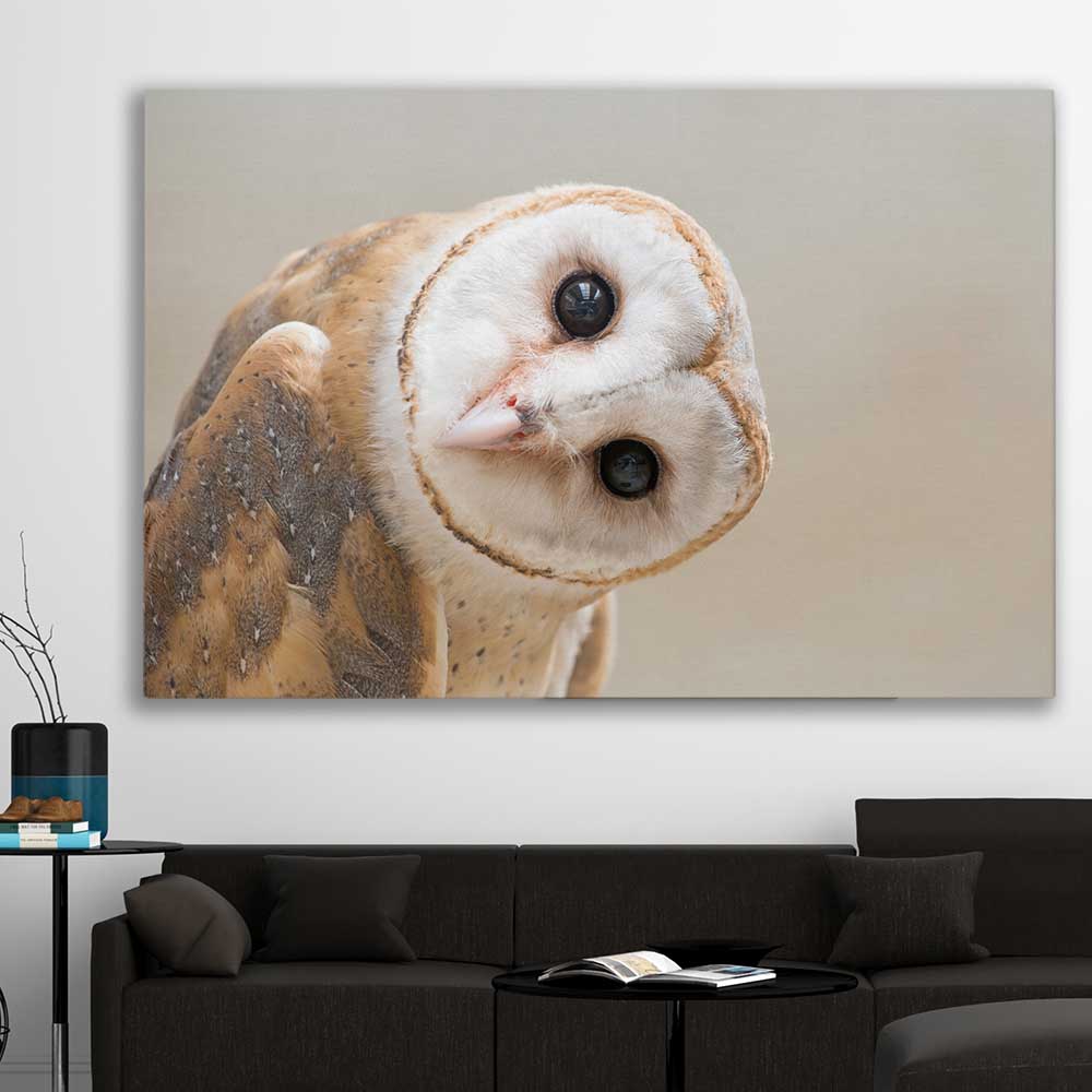 Animal wall art and canvas prints of Barn Owl Gaze on a stretched canvas displayed in a room