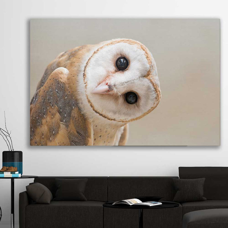 Animal wall art and canvas prints ofAnimal wall art and canvas prints of Barn Owl Gaze on a stretched canvas displayed in a roomon a stretched canvas displayed in a room