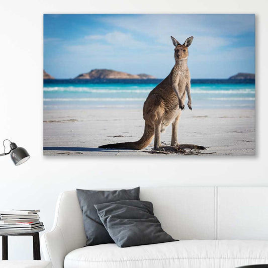 Animal wall art and canvas prints of Coastal Kangaroo Gaze on a stretched canvas displayed in a room