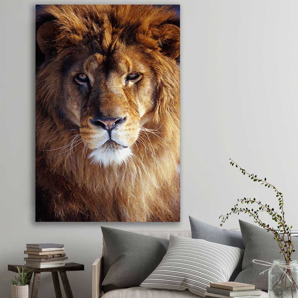 Animal wall art and canvas prints of Golden Lion Portrait on a stretched canvas displayed in a room