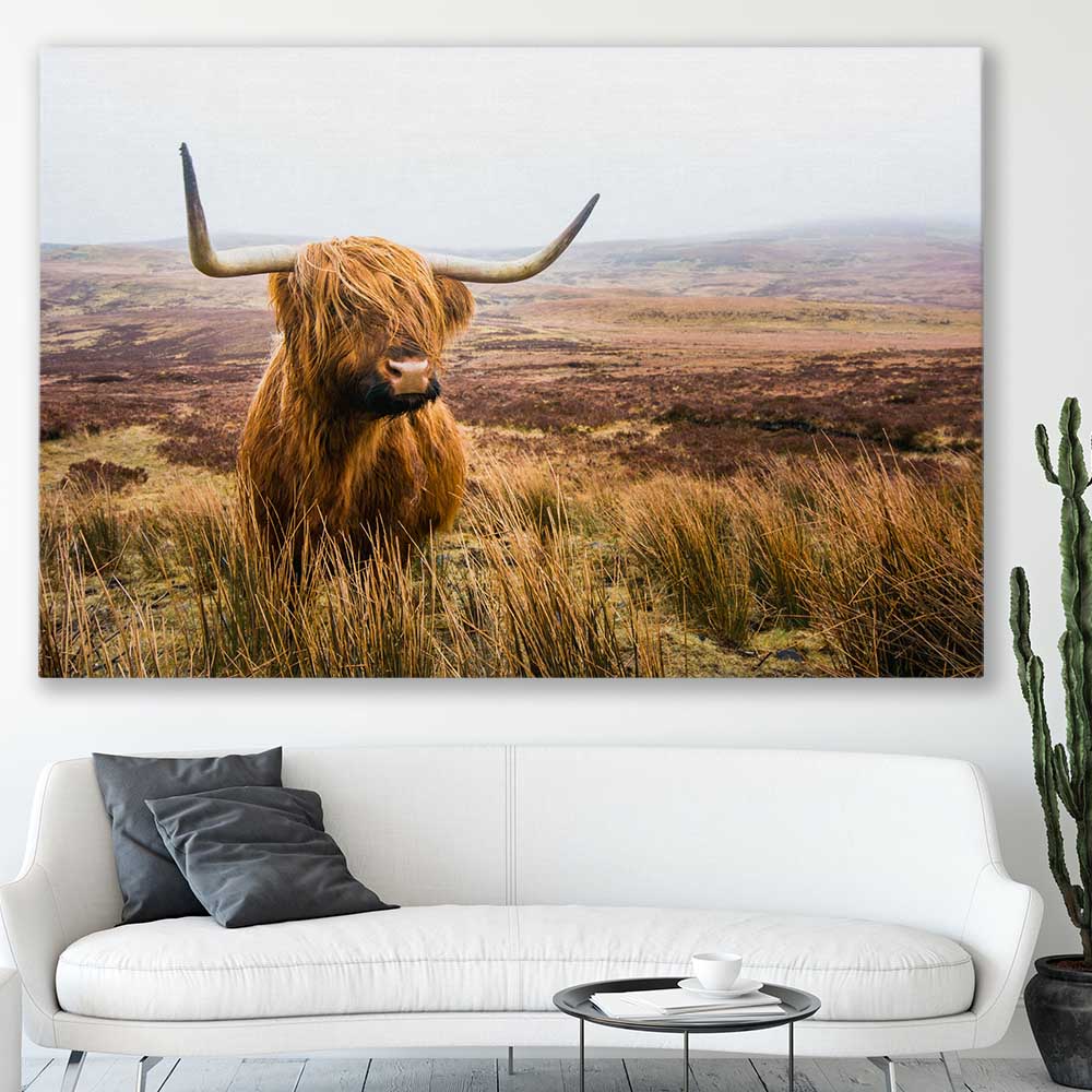 Animal wall art and canvas prints of Highland Horizon on a stretched canvas displayed in a room