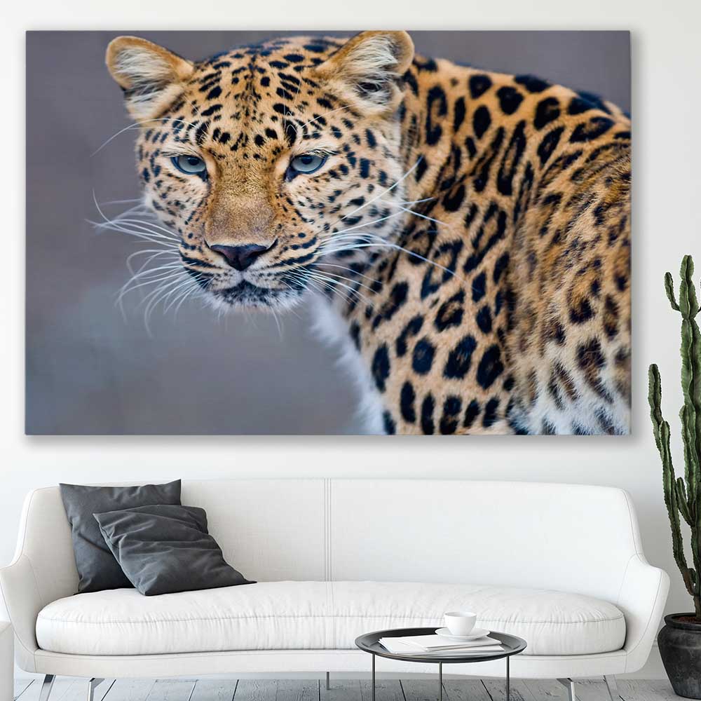 Animal wall art and canvas prints of Leopard Silent Watch on a stretched canvas displayed in a room