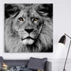 Animal wall art and canvas prints of Noble Lion Portrait on a stretched canvas displayed in a room