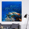 Animal wall art and canvas prints of Ocean Turtle Reef on a stretched canvas displayed in a room