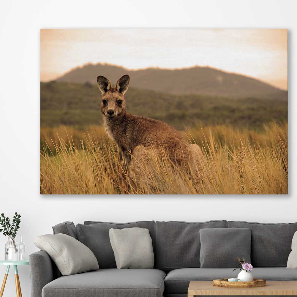 Animal wall art and canvas prints of Outback Kangaroo on a stretched canvas displayed in a room
