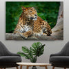 Animal wall art and canvas prints of Resting Leopard on a stretched canvas displayed in a room