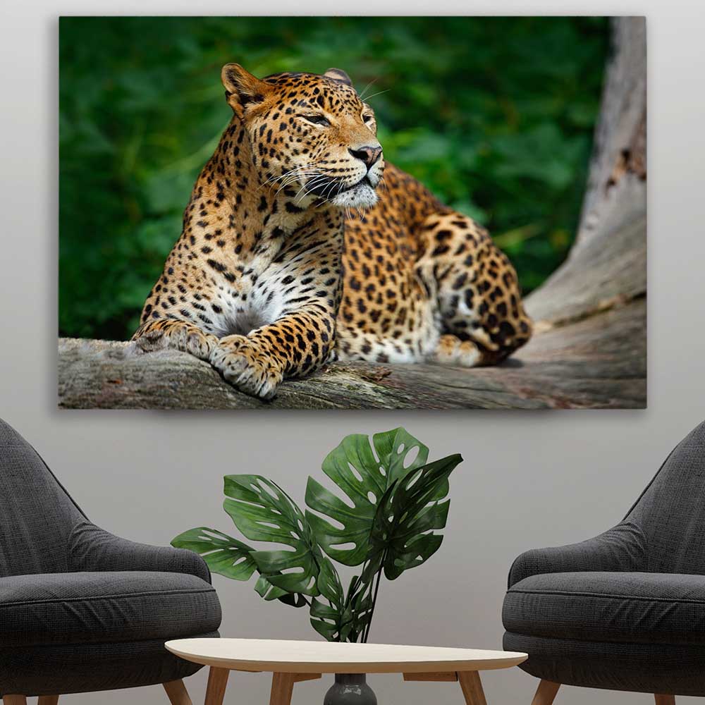 Animal wall art and canvas prints of Resting Leopard on a stretched canvas displayed in a room