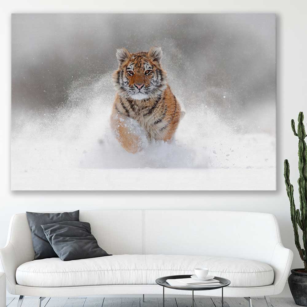 Animal wall art and canvas prints of Snow Tiger Charge on a stretched canvas displayed in a room