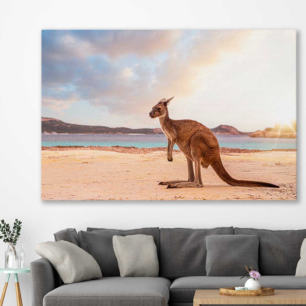 Animal wall art and canvas prints of Sunset Kangaroo Walk on a stretched canvas displayed in a room