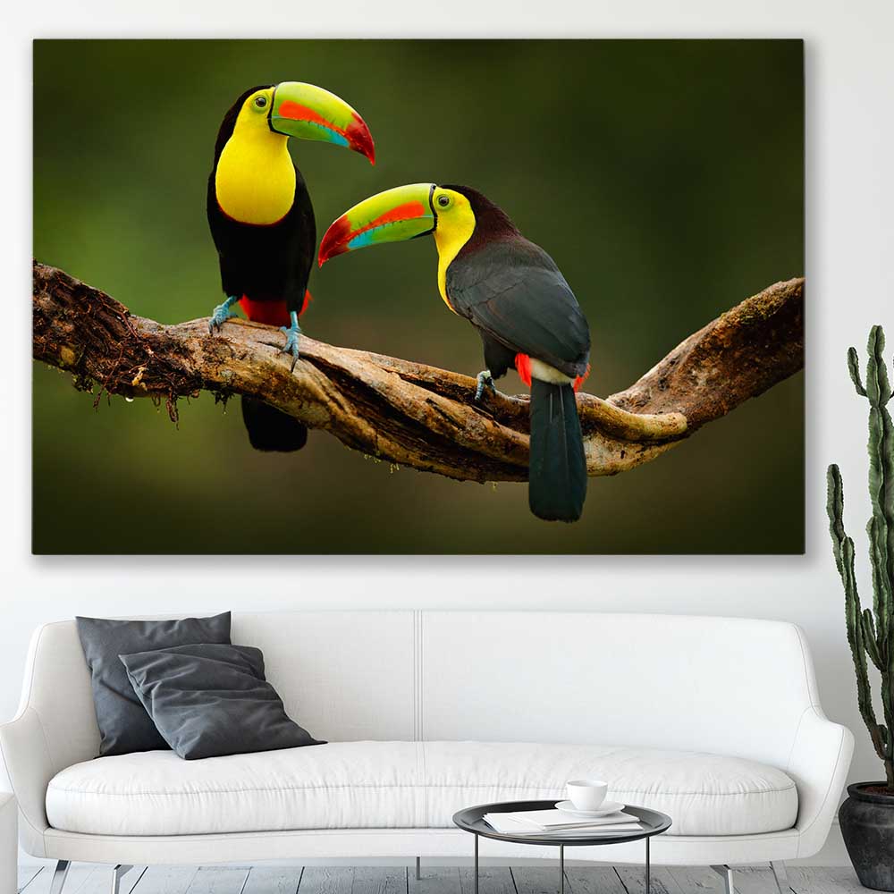 Animal wall art and canvas prints of Tropical Toucan Pair on a stretched canvas displayed in a room