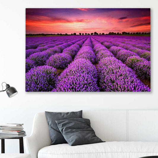 Floral print of Lavender Field on a stretched canvas displayed in a room