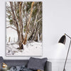 Floral print of Snowy Gumtrees on a stretched canvas displayed in a room