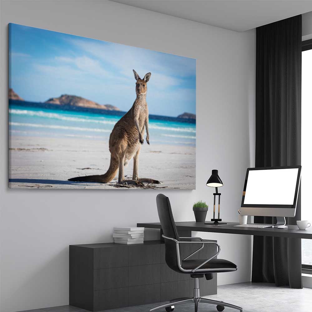 Animal wall art and canvas prints of Coastal Kangaroo Gaze on a stretched canvas displayed from an angle in a room