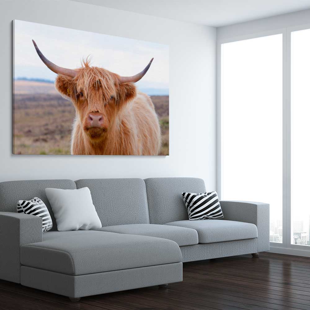 Animal wall art and canvas prints of Highland Wanderer on a stretched canvas displayed from an angle in a room