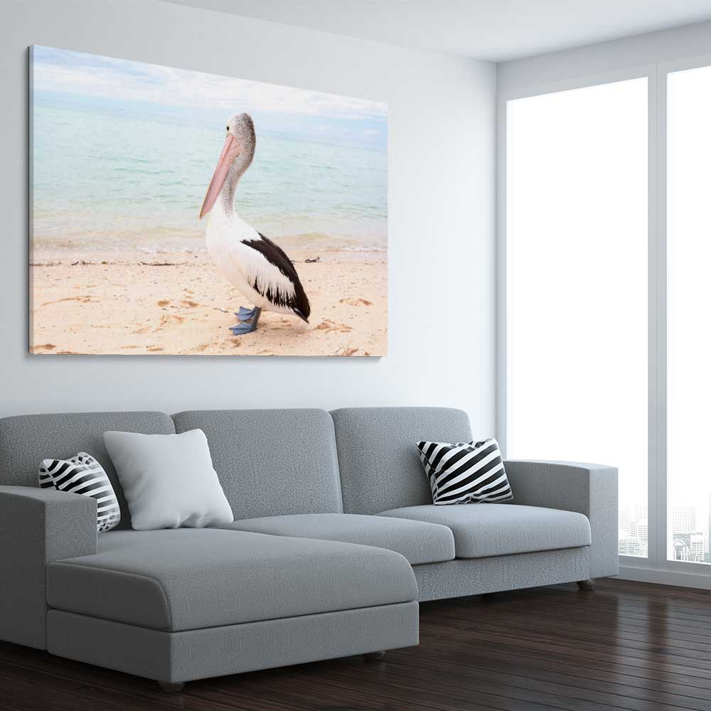 Animal wall art and canvas prints of Monkey Mia Pelican on a stretched canvas displayed from an angle in a room