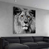 Animal wall art and canvas prints of Noble Lion Portrait on a stretched canvas displayed from an angle in a room