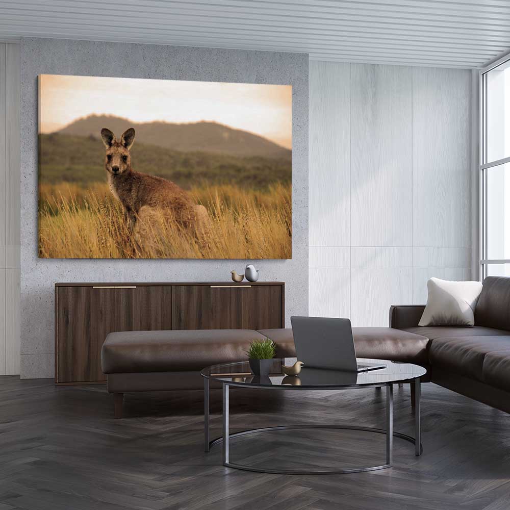 Animal wall art and canvas prints of Outback Kangaroo on a stretched canvas displayed from an angle in a room
