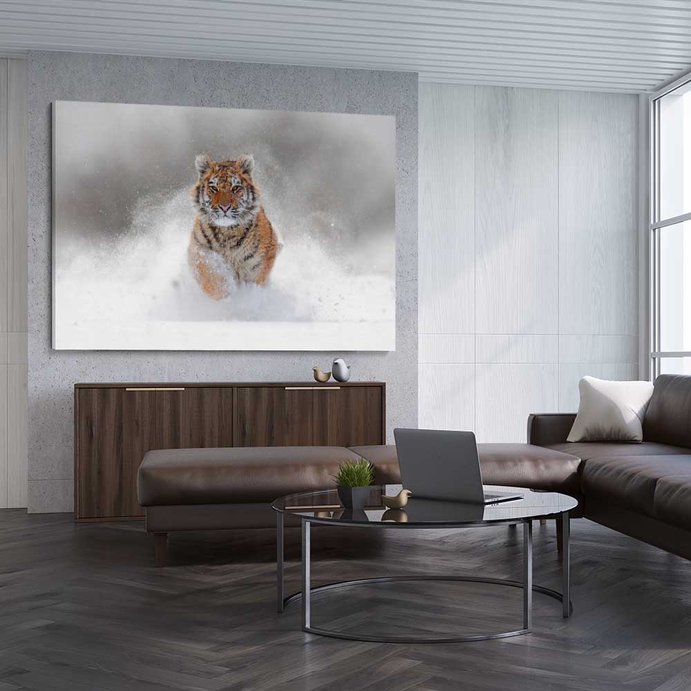 Animal wall art and canvas prints of Snow Tiger Charge on a stretched canvas displayed from an angle in a room