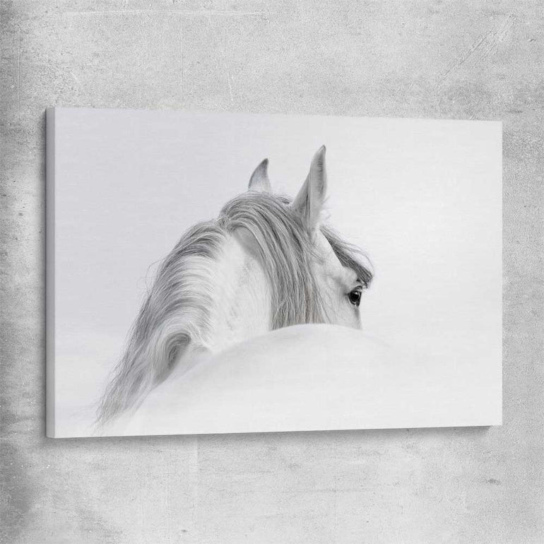Animal wall art and canvas prints of Andalusian Horse on a stretched canvas