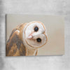 Animal wall art and canvas prints of Barn Owl Gaze on a stretched canvas