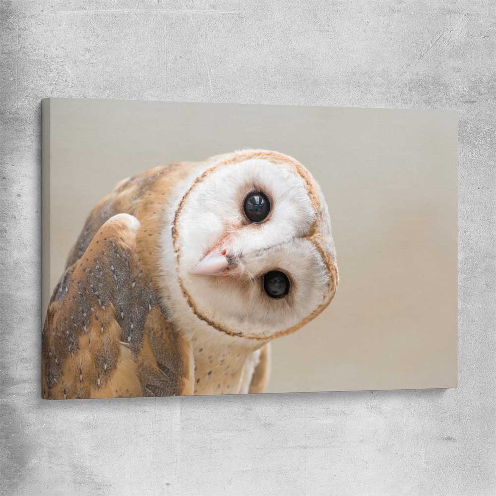 Animal wall art and canvas prints of Barn Owl Gaze on a stretched canvas
