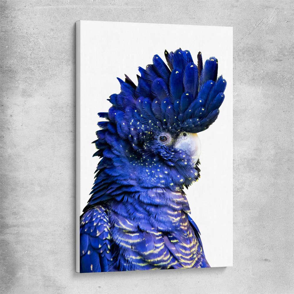 Animal wall art and canvas prints of Black Cockatoo Two on a stretched canvas