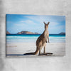 Animal wall art and canvas prints of Coastal Kangaroo Gaze on a stretched canvas