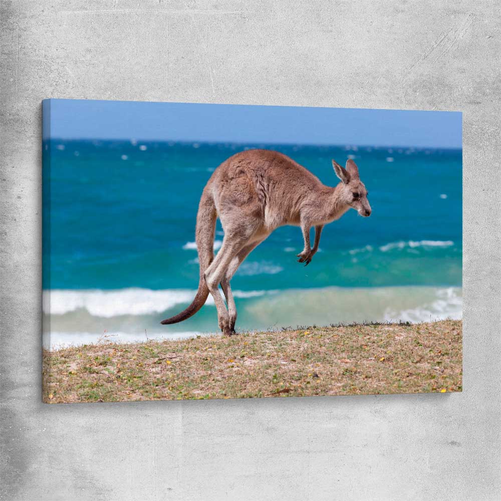 Animal wall art and canvas prints of Coastal Kangaroo Leap on a stretched canvas
