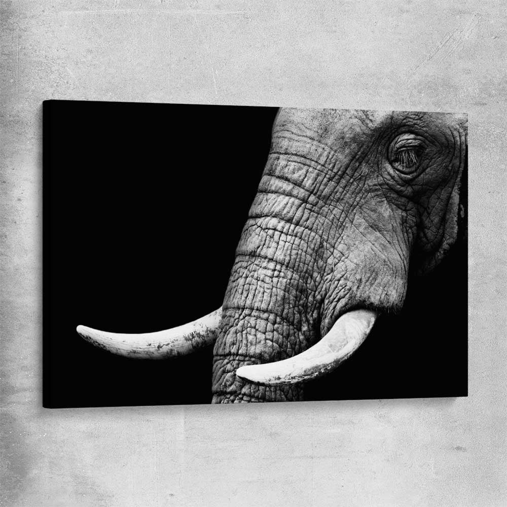 Animal wall art and canvas prints of Elephant Majesty on a stretched canvas