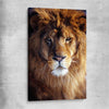 Animal wall art and canvas prints of Golden Lion Portrait on a stretched canvas