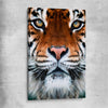 Animal wall art and canvas prints of Golden Tiger Gaze on a stretched canvas