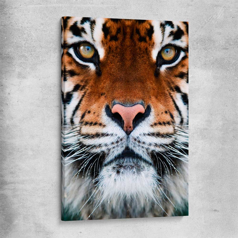Animal wall art and canvas prints of Golden Tiger Gaze on a stretched canvas