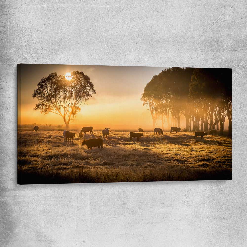 Animal wall art and canvas prints of Grazing Cattle at Sunrise on a stretched canvas