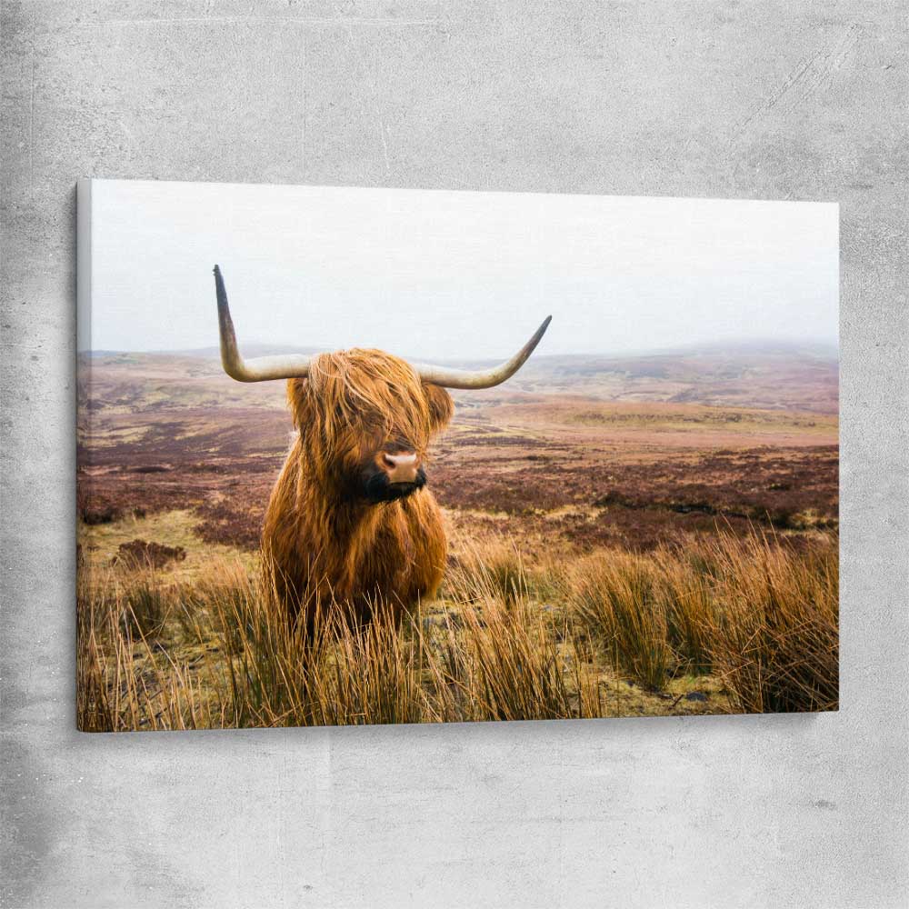 Animal wall art and canvas prints of Highland Horizon on a stretched canvas