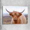 Animal wall art and canvas prints of Highland Wanderer on a stretched canvas