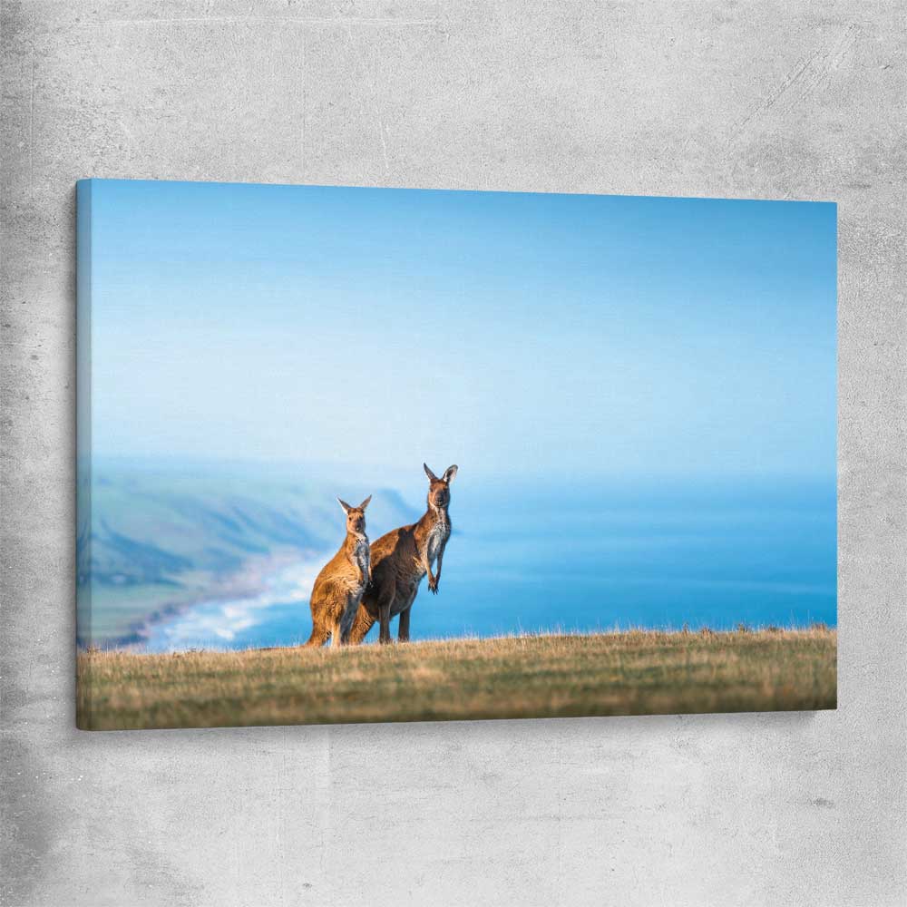 Animal wall art and canvas prints of Kangaroo Coastal Vista on a stretched canvas