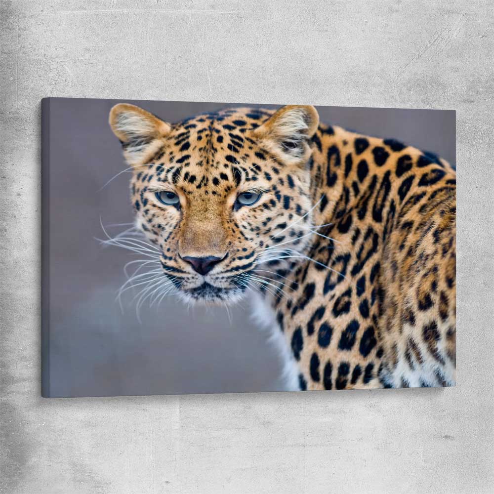 Animal wall art and canvas prints of Leopard Silent Watch on a stretched canvas