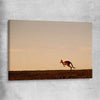 Animal wall art and canvas prints of Lone Kangaroo Plains on a stretched canvas