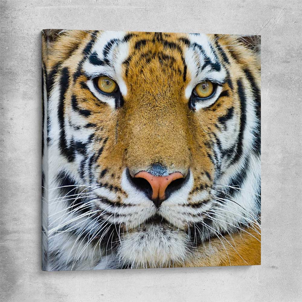 Animal wall art and canvas prints of Majestic Tiger Portrait on a stretched canvas