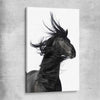 Animal wall art and canvas prints of Midnight Horse on a stretched canvas