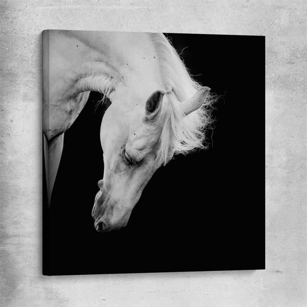 Animal wall art and canvas prints of Midnight White Horse on a stretched canvas