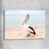 Animal wall art and canvas prints of Monkey Mia Pelican on a stretched canvas