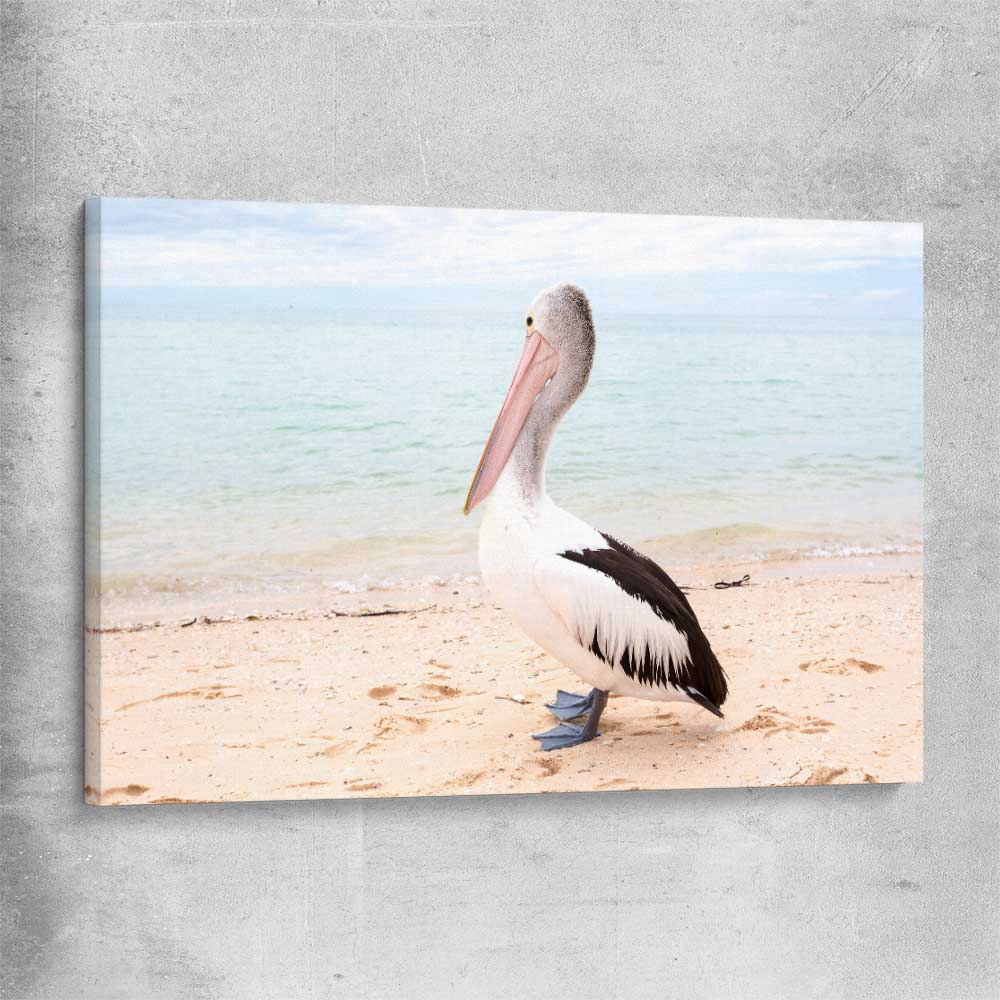 Animal wall art and canvas prints of Monkey Mia Pelican on a stretched canvas